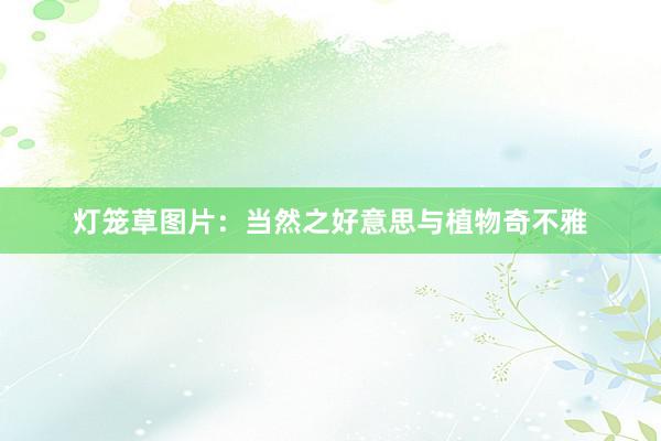 灯笼草图片：当然之好意思与植物奇不雅